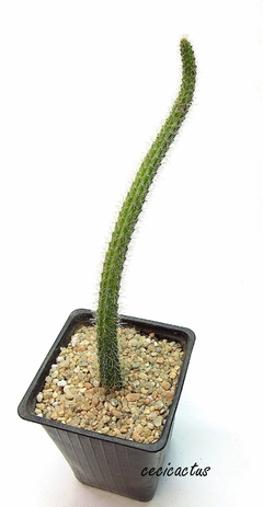 Corryocactus erectus mac8