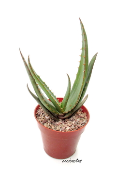 Aloe aculeata var. crousiana (dos tamaños) en internet