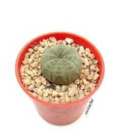Euphorbia obesa mac8 - cecicactus - cactus y suculentas de colección