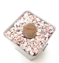 Lithops maceta 6 x 1 - comprar online