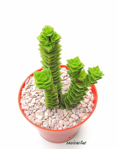 Crassula 'Green Pagoda' mac9 - comprar online