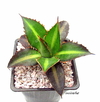 Agave lophantha var splendid mac8