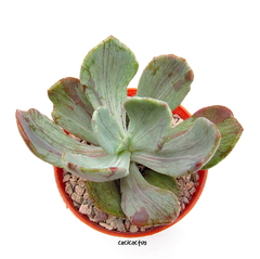 Echeveria 'Jocelyn's Joy' mac10