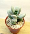 Cotyledon oophylla mac8