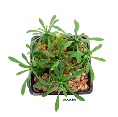 Euphorbia japonica mac9 en internet