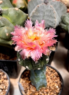 Astrophytum asterias kikko feather flower rosada injertado mac9 (cod KK2)