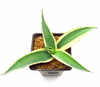 Agave guiengola cv 'Creme Brulee mac10