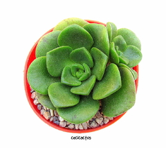 Aeonium 'Lily pad' (tres tamaños) - comprar online