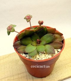 Crassula rosularis mac10