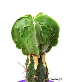 Astrophytum myriostigma fukuryu GRANDE (cod06) - comprar online