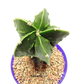 Astrophytum myriostigma fukuryu GRANDE (cod06) en internet