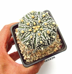 Astrophytum asterias superkabuto v-type (cod11) - cecicactus - cactus y suculentas de colección