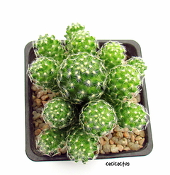 Mammillaria saboae var saboae injertada mac10 - cecicactus - cactus y suculentas de colección