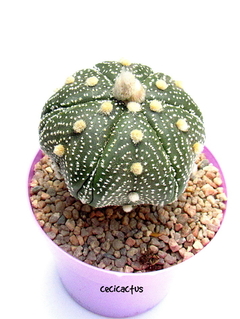 Astrophytum asterias fukuryu star shape GRANDE! (cod23) - comprar online