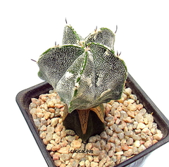 Astrophytum myriostigma x ornatum hakuun (cod28) - comprar online