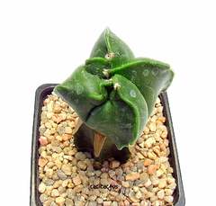 Astrophytum myriostigma kikko nudum (cod29) - comprar online