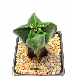 Astrophytum myriostigma kikko nudum (cod29) - cecicactus - cactus y suculentas de colección