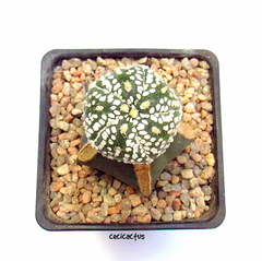 Astrophytum asterias superkabuto 5 ribs (cod32) - cecicactus - cactus y suculentas de colección