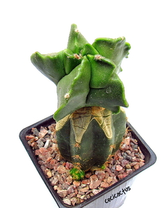 Astrophytum myriostigma kikko nudum (cod39) - cecicactus - cactus y suculentas de colección