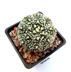 Astrophytum asterias superkabuto v-type injertado mac10 (cod41) - tienda online