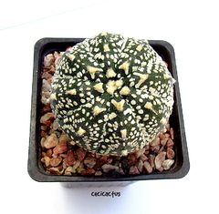 Astrophytum asterias superkabuto v-type (cod41) - comprar online