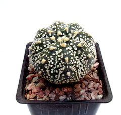 Imagen de Astrophytum asterias superkabuto v-type injertado mac10 (cod41)