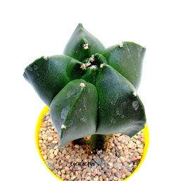 Astrophytum myriostigma nudum kikko XXL (cod46) - comprar online