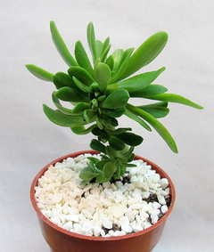 Sedum dendroideum praeltum crestado (dos tamaños) - comprar online