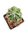 Astrophytum myriostigma cv FireWorks mac10 (codF-1)