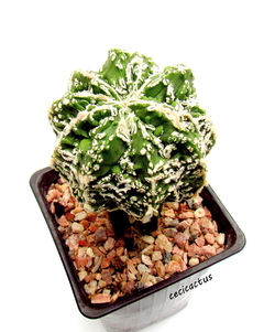 Astrophytum myriostigma cv FireWorks mac10 GRANDE (codF-1) en internet