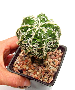 Astrophytum myriostigma cv FireWorks mac10 GRANDE (codF-1) - cecicactus - cactus y suculentas de colección