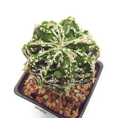 Astrophytum myriostigma cv FireWorks mac10 - cecicactus - cactus y suculentas de colección