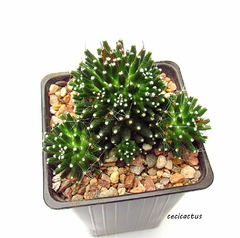 Mammillaria painteri monstruosa mac10 - comprar online