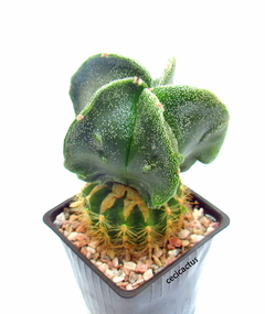 Astrophytum myriostigma fukuryu GRANDE (cod52) - comprar online