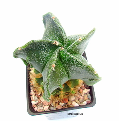 Astrophytum myriostigma fukuryu GRANDE (cod52)