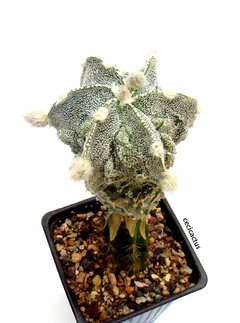 Astrophytum myriostigma fukuryu (cod56)
