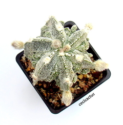 Astrophytum myriostigma fukuryu (cod56) - comprar online