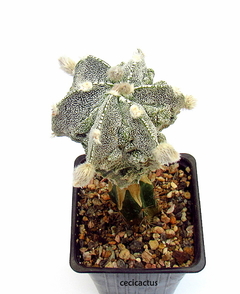 Astrophytum myriostigma fukuryu (cod56) - cecicactus - cactus y suculentas de colección