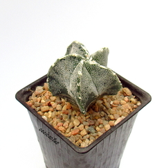 Astrophytum myriostigma hakujo hakun (cod60) - comprar online