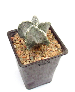 Astrophytum myriostigma hakujo hakun (cod60) - tienda online