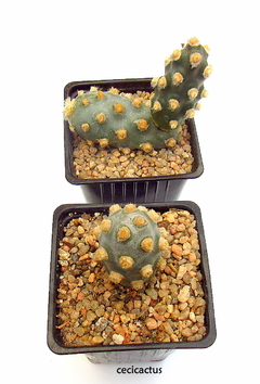 Tephrocactus molinensis