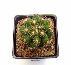 Thelocactus leucacanthus mac9 - cecicactus - cactus y suculentas de colección