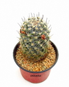 Mammillaria insularis mac8