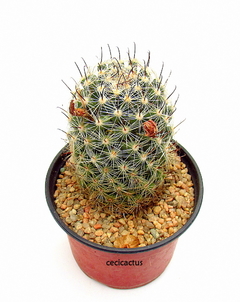 Mammillaria insularis mac8