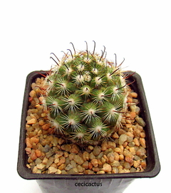 Mammillaria insularis (dos tamaños) - cecicactus - cactus y suculentas de colección