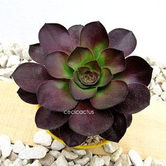 Aeonium Vodoo (ver opciones de tamaño) en internet