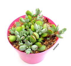 Cotyledon papillaris mac8 - comprar online