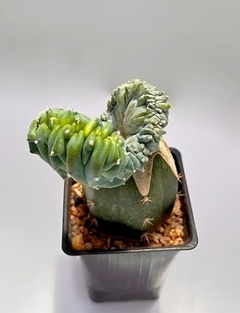 Myrtillocactus geometrizans crestado injertado mac9