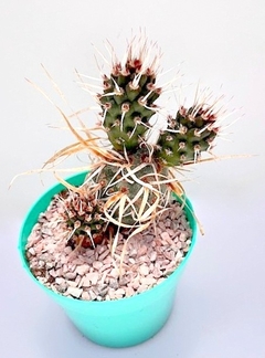 Tephrocactus articulatus papyracanthus mac10