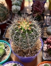 Carnegiea gigantea (Saguaro) mac10